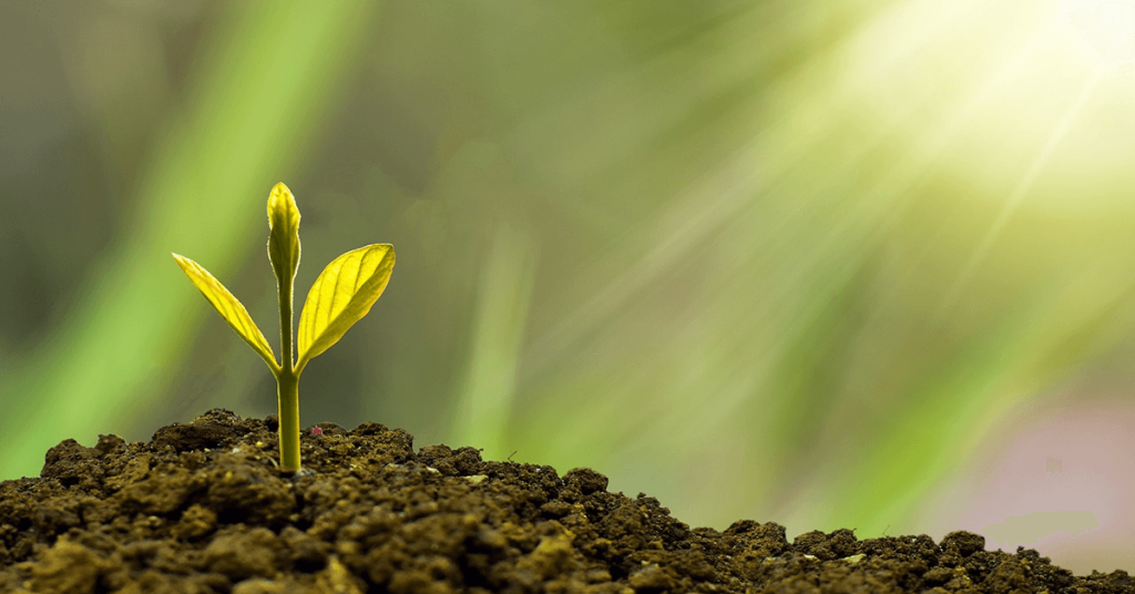 Wietexperiment met overheidswiet - teler Fyta eist schadevergoeding